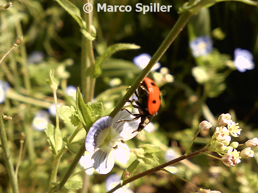 Coccinella septempunctata